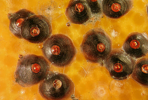 온실갈색깍지벌레