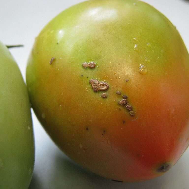 Tomato damaged with bacterial spots of Xanthomonas vesicatoria