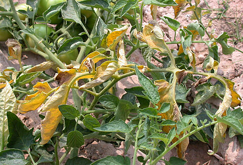 덩굴쪼김병(Fusarium wilt)
