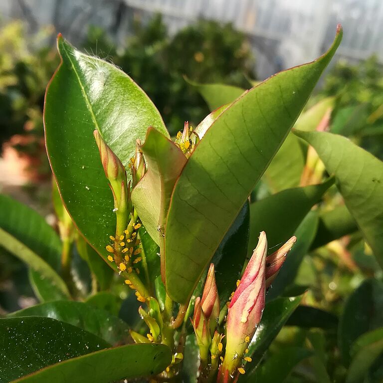 Dipladenia plant infected by Oleander aphid Aphis nerii