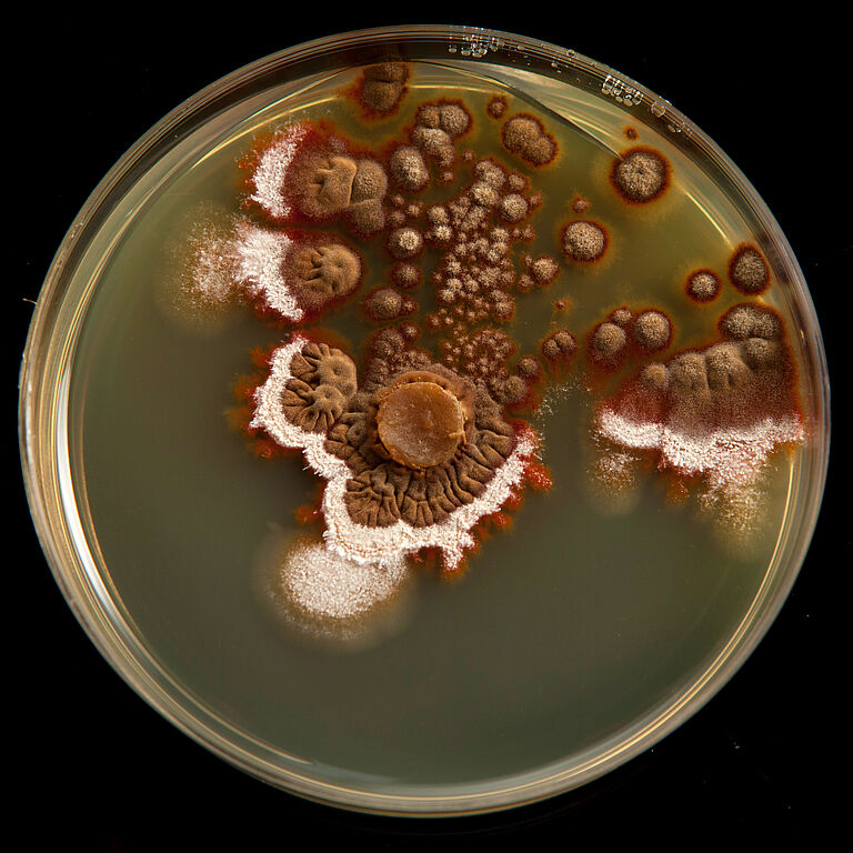 Blue mold Penicillium italicum in petri dish