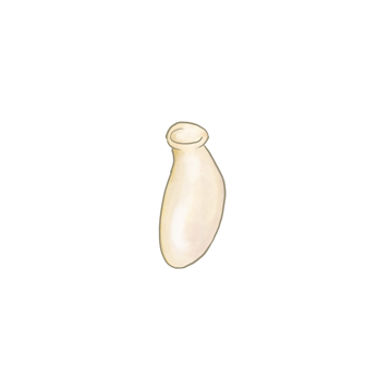 오리우스 레비 가투스 알