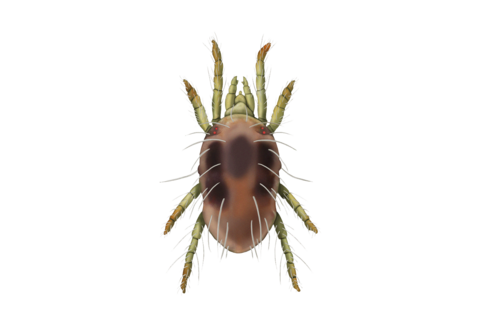 잎응애(Spider mites) 및 기타