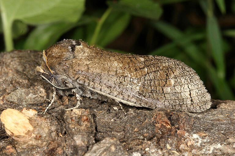 Carpenter moth Cossus cossus
