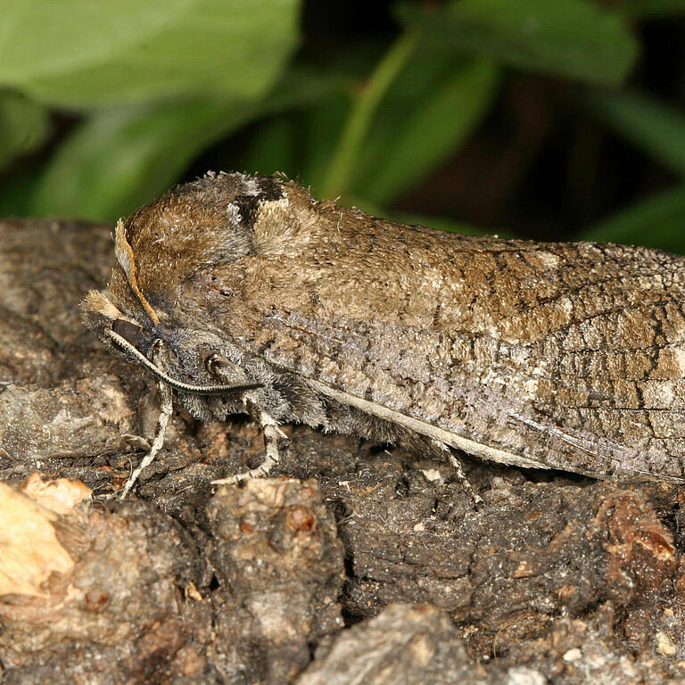 Carpenter moth Cossus cossus