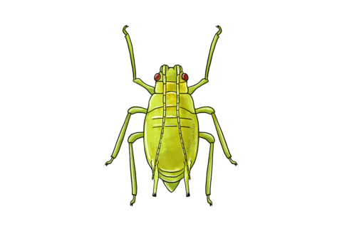 진딧물(Aphids)