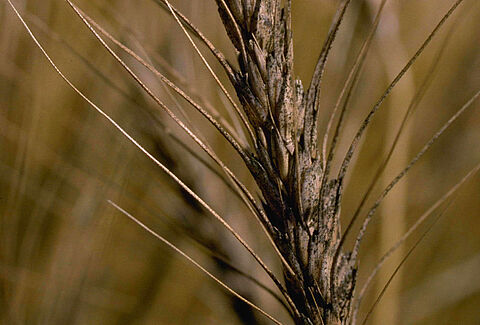 붉은곰팡이병(Fusarium head blight or scab)