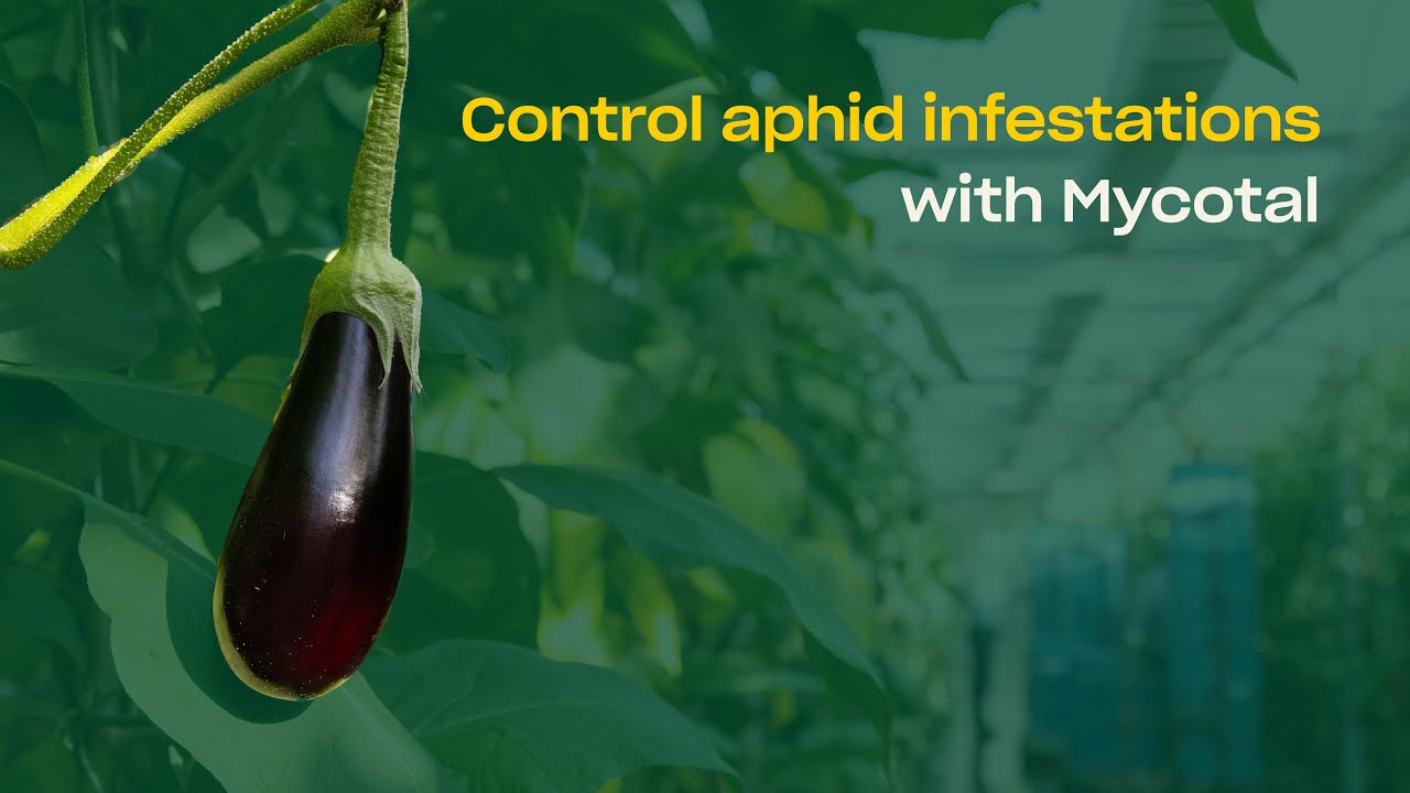Biocontrol of Aphids in Eggplant Production with Mycotal (Lecanicillium muscarium)