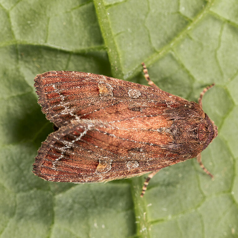 Adult form of the Bright-line brown-eye moth Lacanobia oleracea