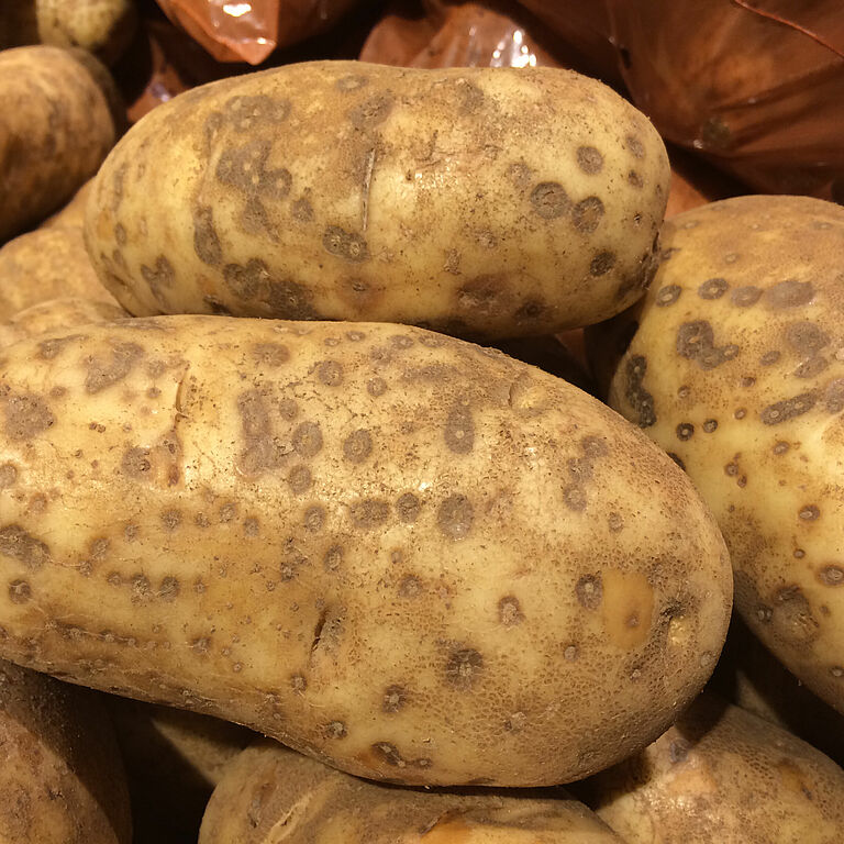 Potato infected by blackleg disease Erwinia carotovora Pectobacterium carovora