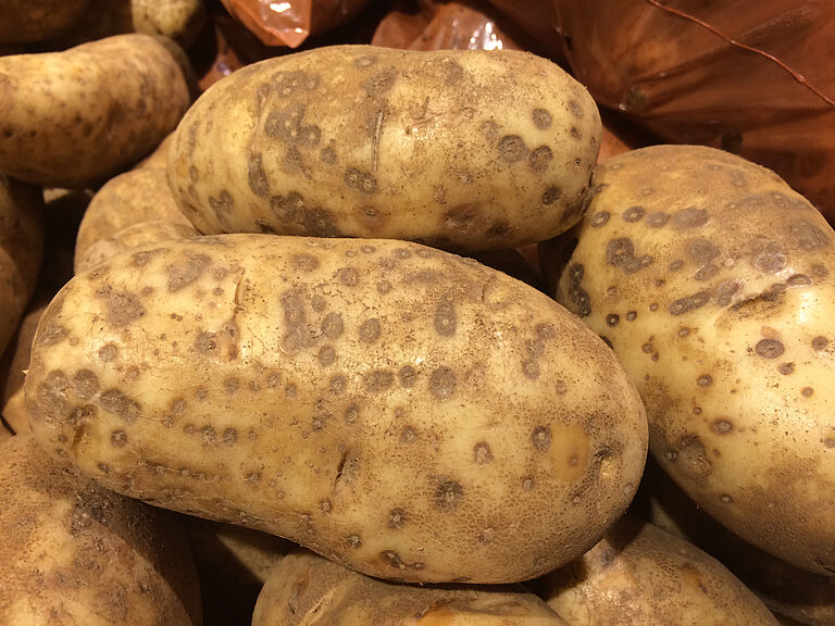 Potato infected by blackleg disease Erwinia carotovora Pectobacterium carovora