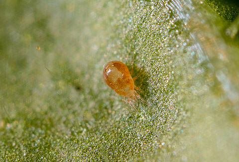 네오세울루스 칼리포르니쿠스