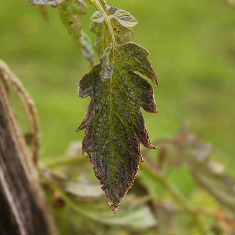 Verticillium wilt of lucerne Verticillium albo-atrum on Tomato