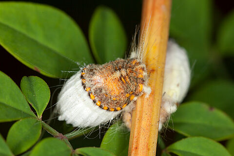 이세리아깍지벌레