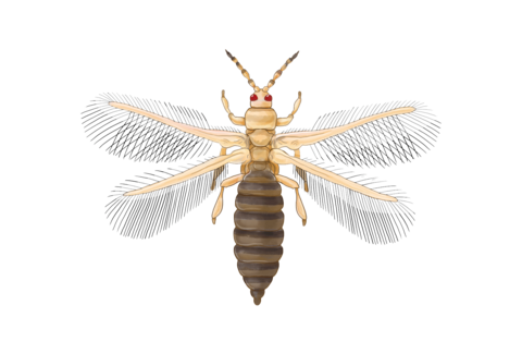 총채벌레(Thrips)