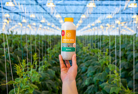 Spidex Vital: 잎응애 방제의 필수 파트너