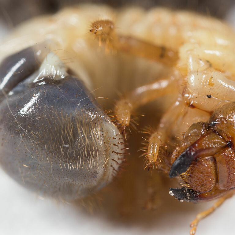 Larva of the Garden chafer Phyllopertha horticola