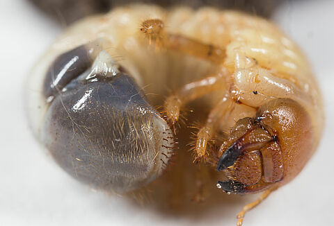 녹색장발풍뎅이