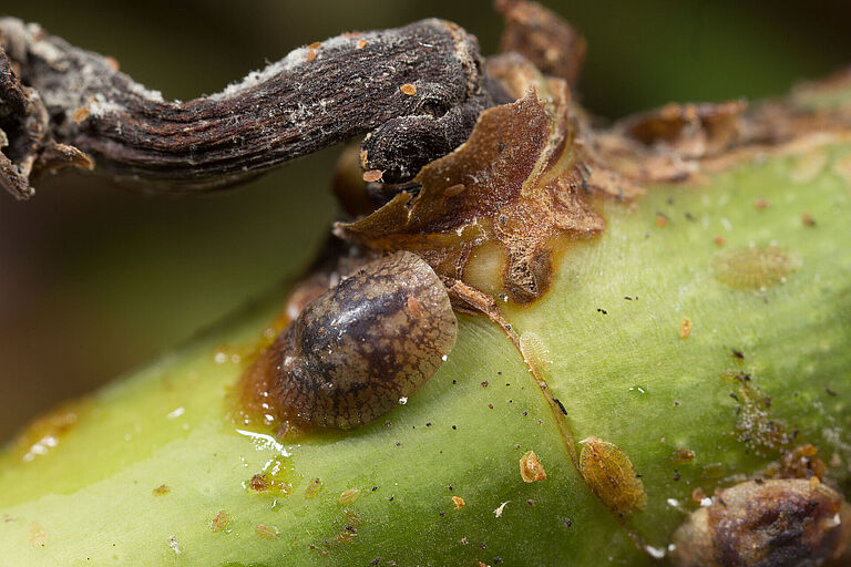 Brown soft scale Coccus hesperidum on Rose plant