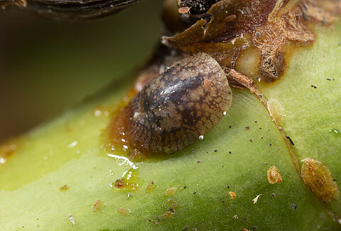 무화과깍지벌레