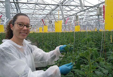 프랑스에서 네시디오코리스를 위한 선충 솔루션 구축