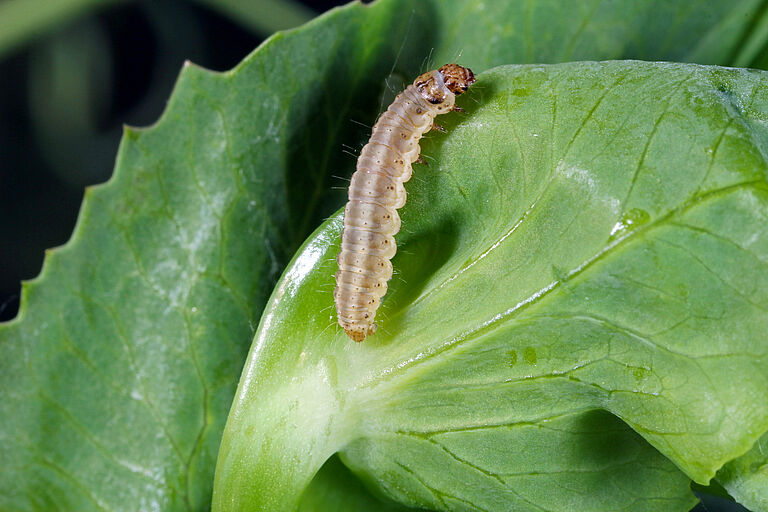 Larva of pea moth Cydia nigricana on a plant
