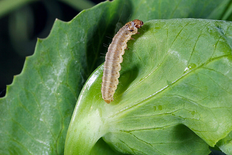 Larva of pea moth Cydia nigricana on a plant