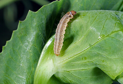 완두애기잎말이나방