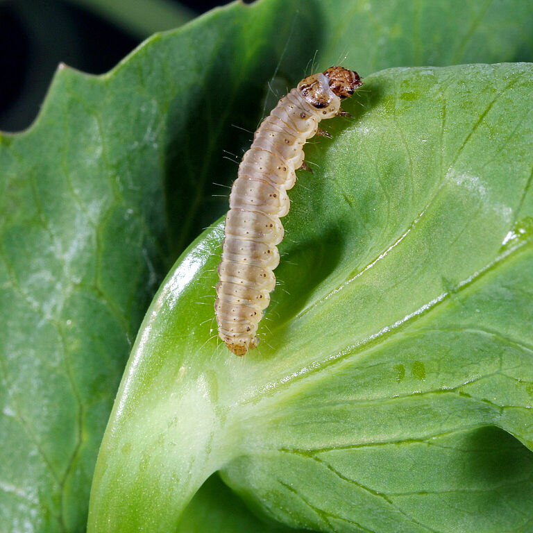 Larva of pea moth Cydia nigricana on a plant