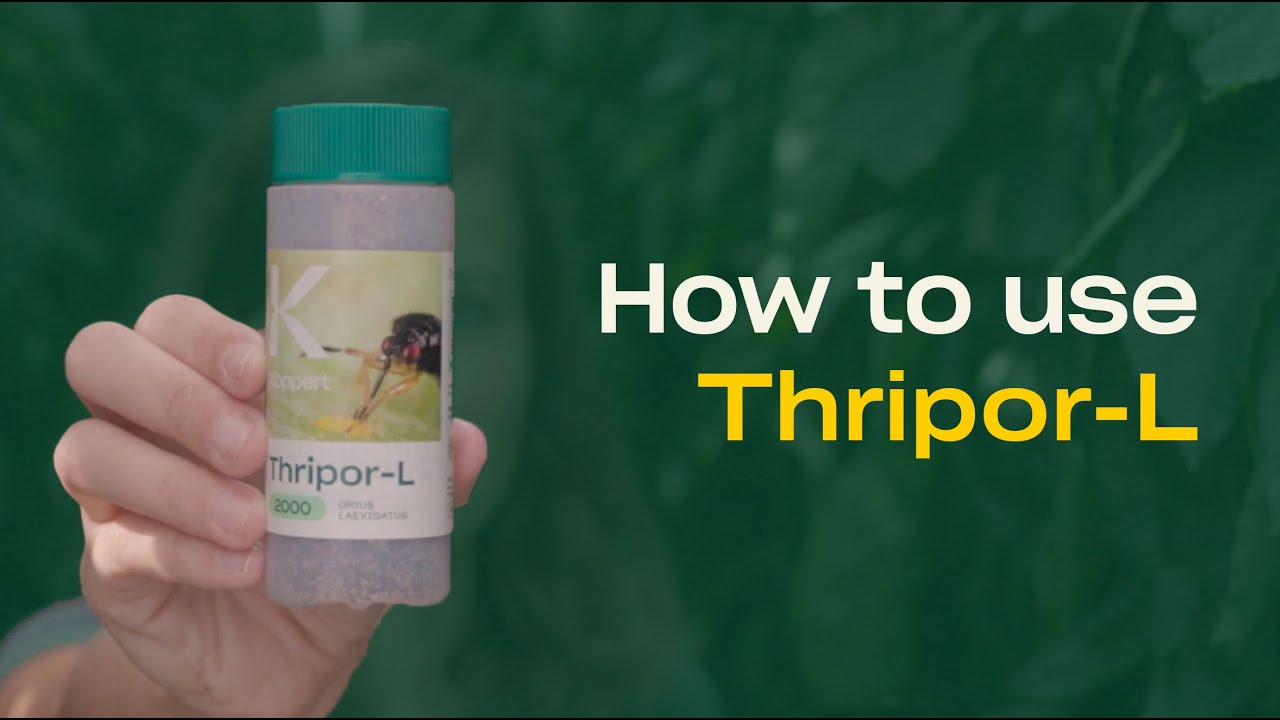 How to use Thripor-L from Koppert How to use Thripor-L from Koppert