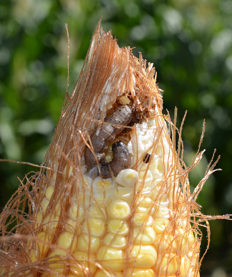 Corn damage caused by the Cotton bollworm Helicoverpa armigera