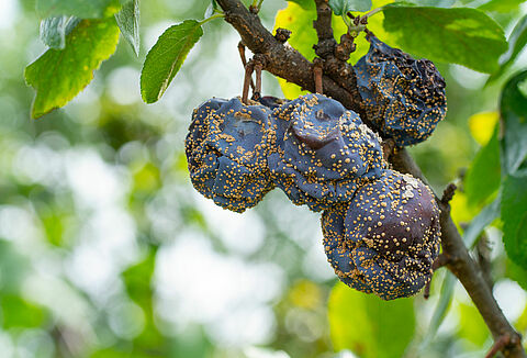 유과균핵병(Monilinia)