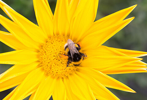 더위로부터 꿀벌을 보호하는 방법