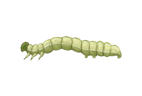 나비목 유충(Caterpillars)