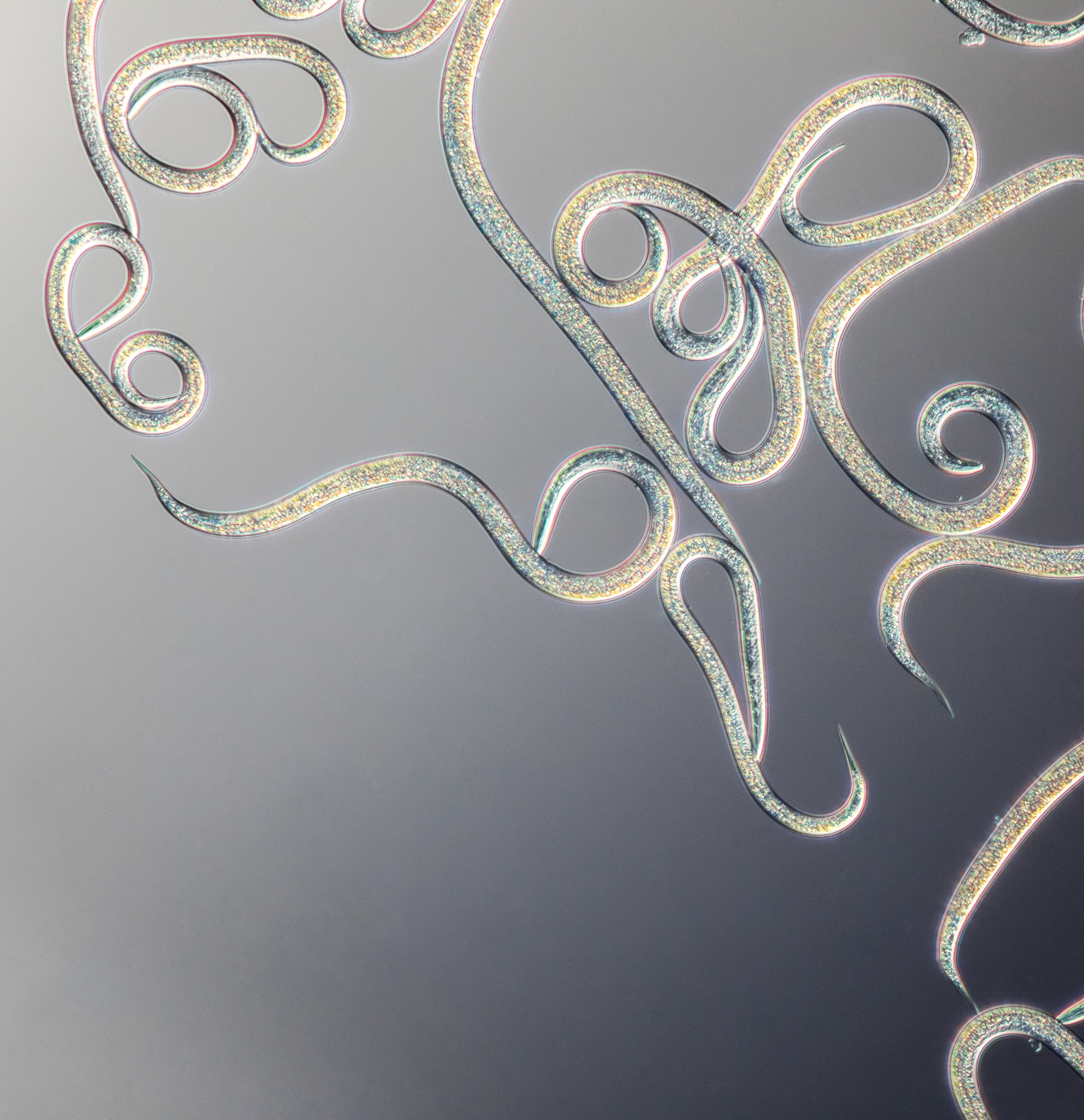 선충에 대한 자주 묻는 질문