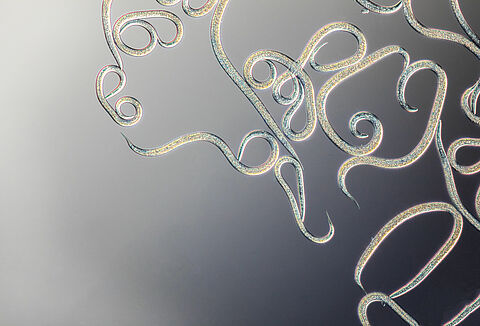 선충에 대한 자주 묻는 질문