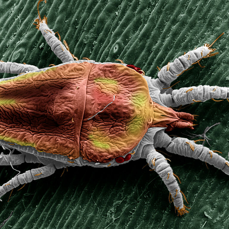 False spider mite Brevipalpus yothersi