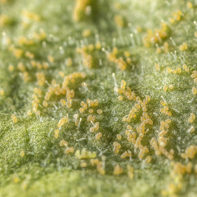 Tobacco whitelfy Bemisia tabaci infestation on leaf