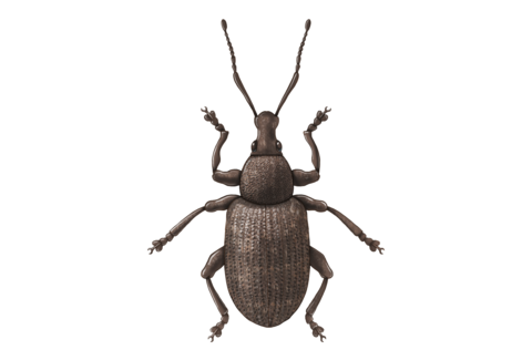 딱정벌레(Beetles)
