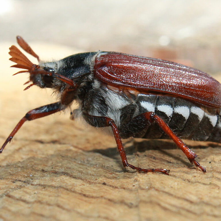 White grub cockchafer Melolontha melolontha Adult