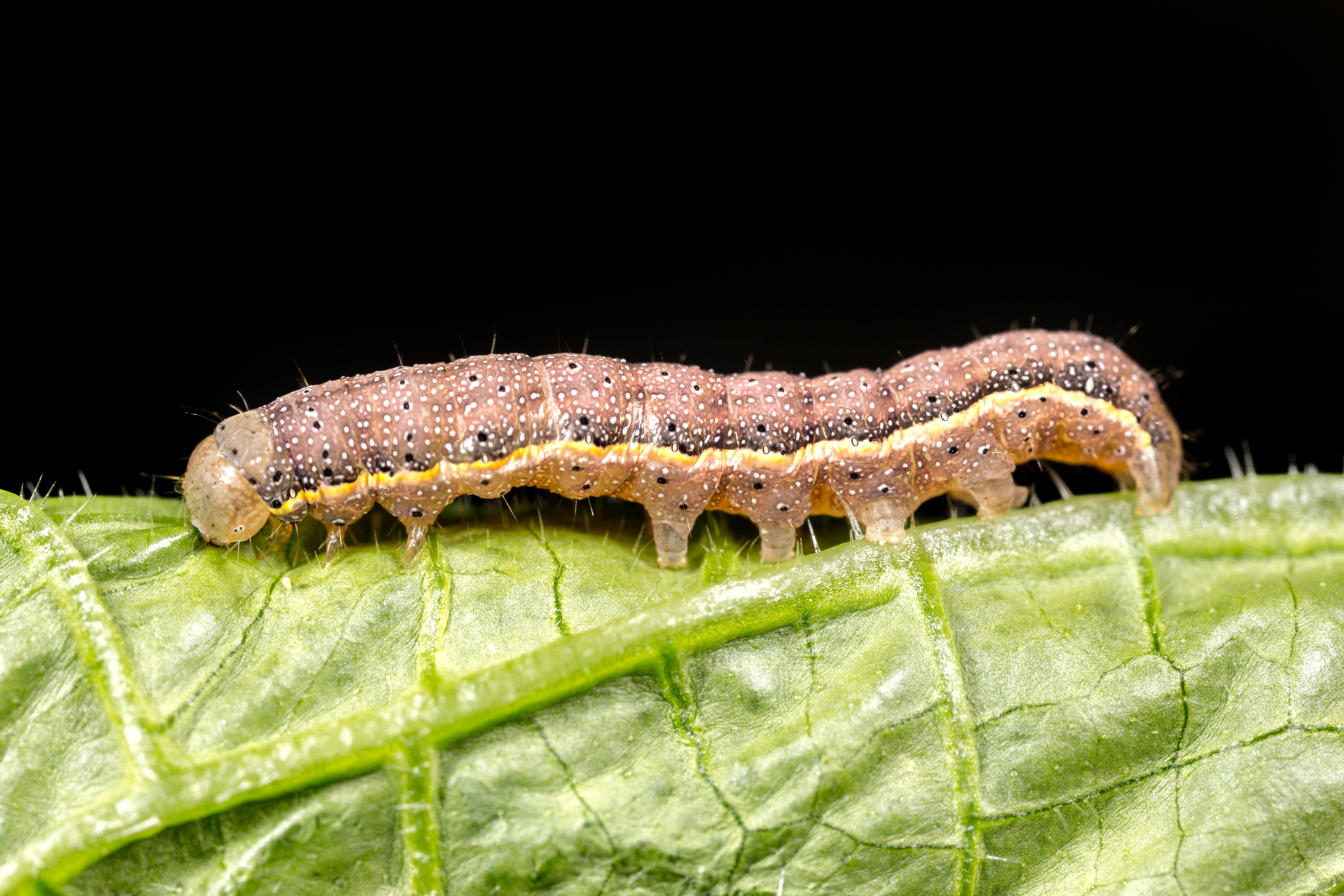 흰줄붉은갈색밤나방