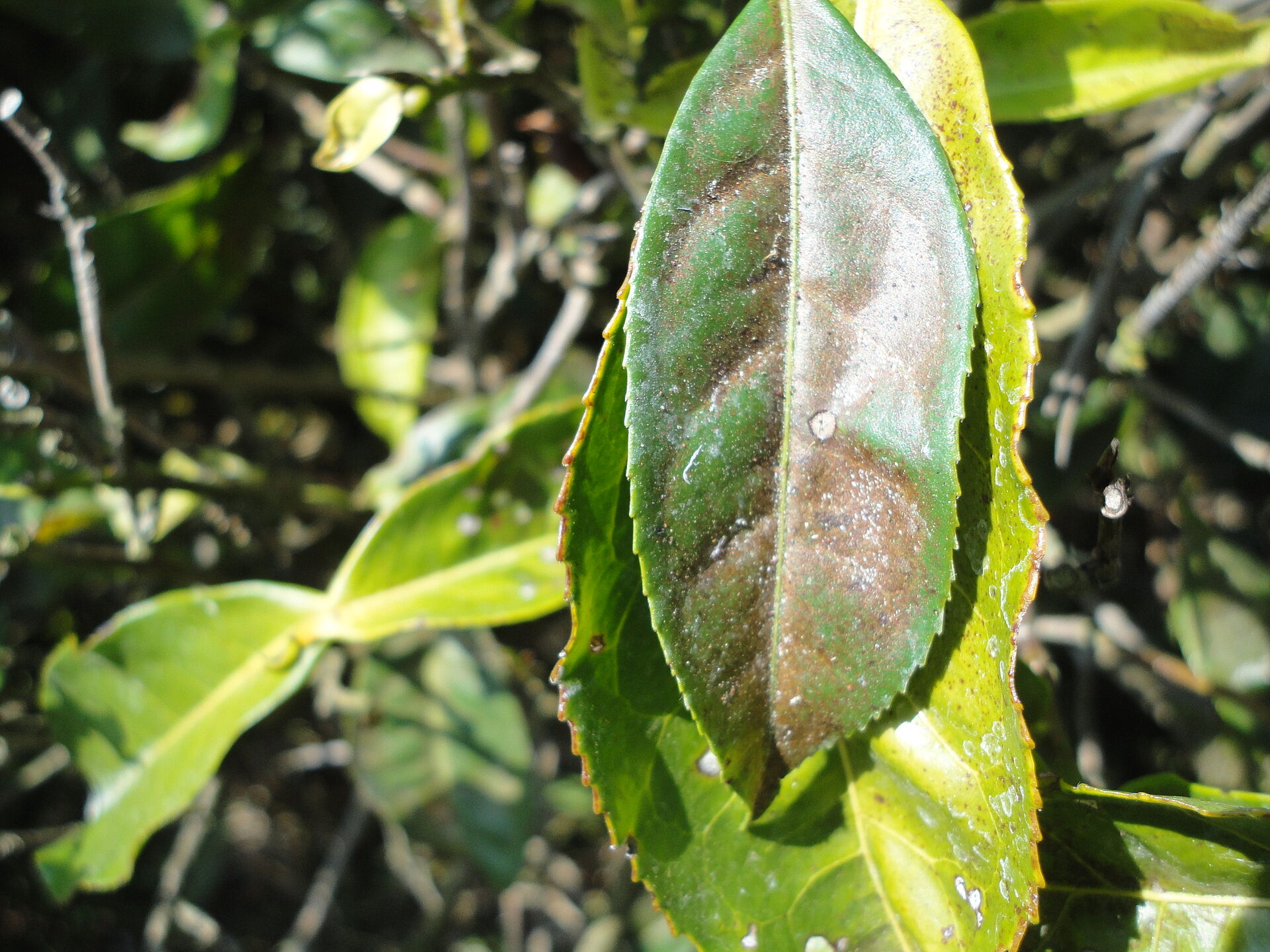 잎응애(Spider mites) 및 기타 | Koppert 대한민국