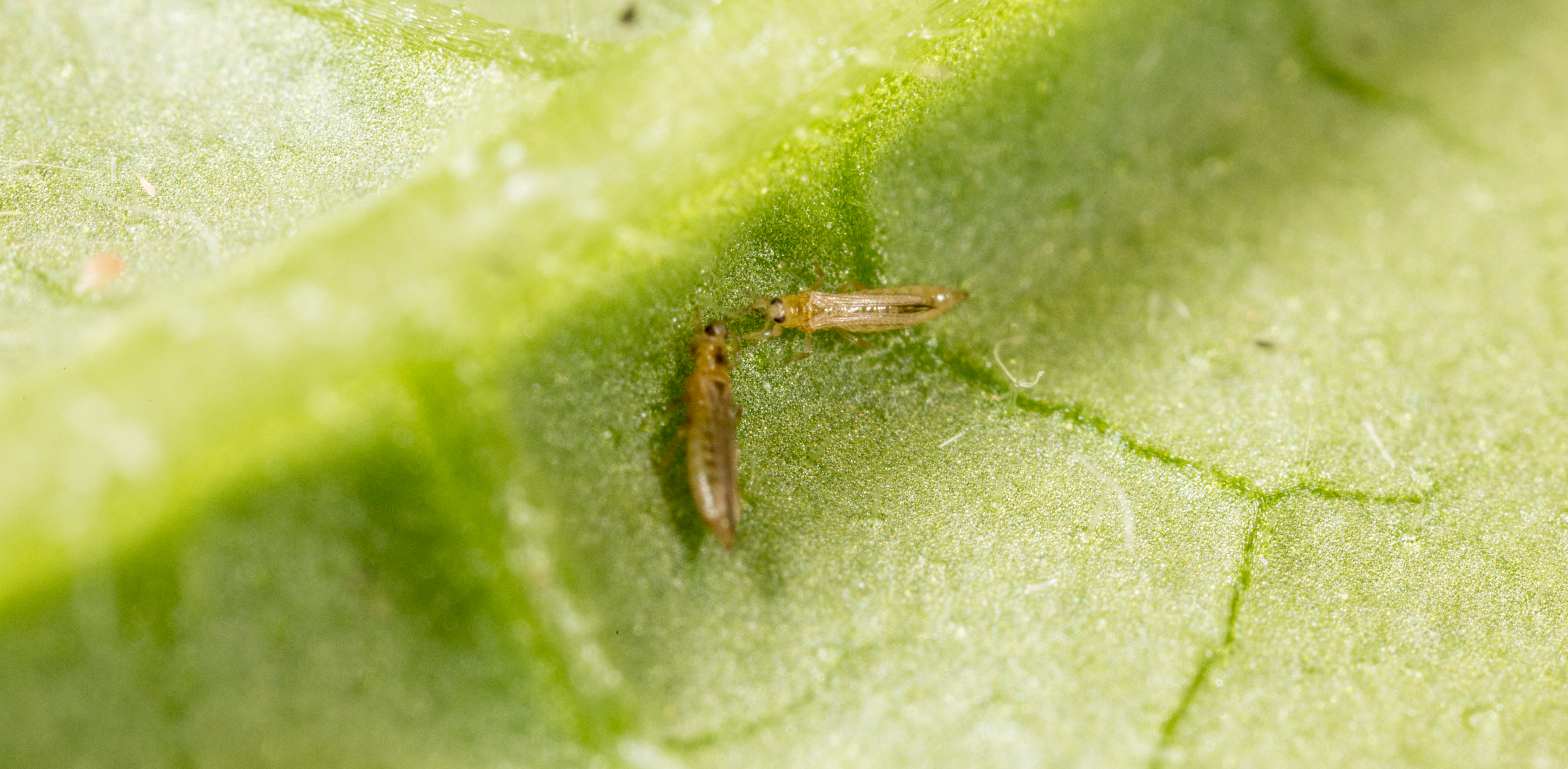 Western Flower Thrips Frankliniella occidentalis on a leaf