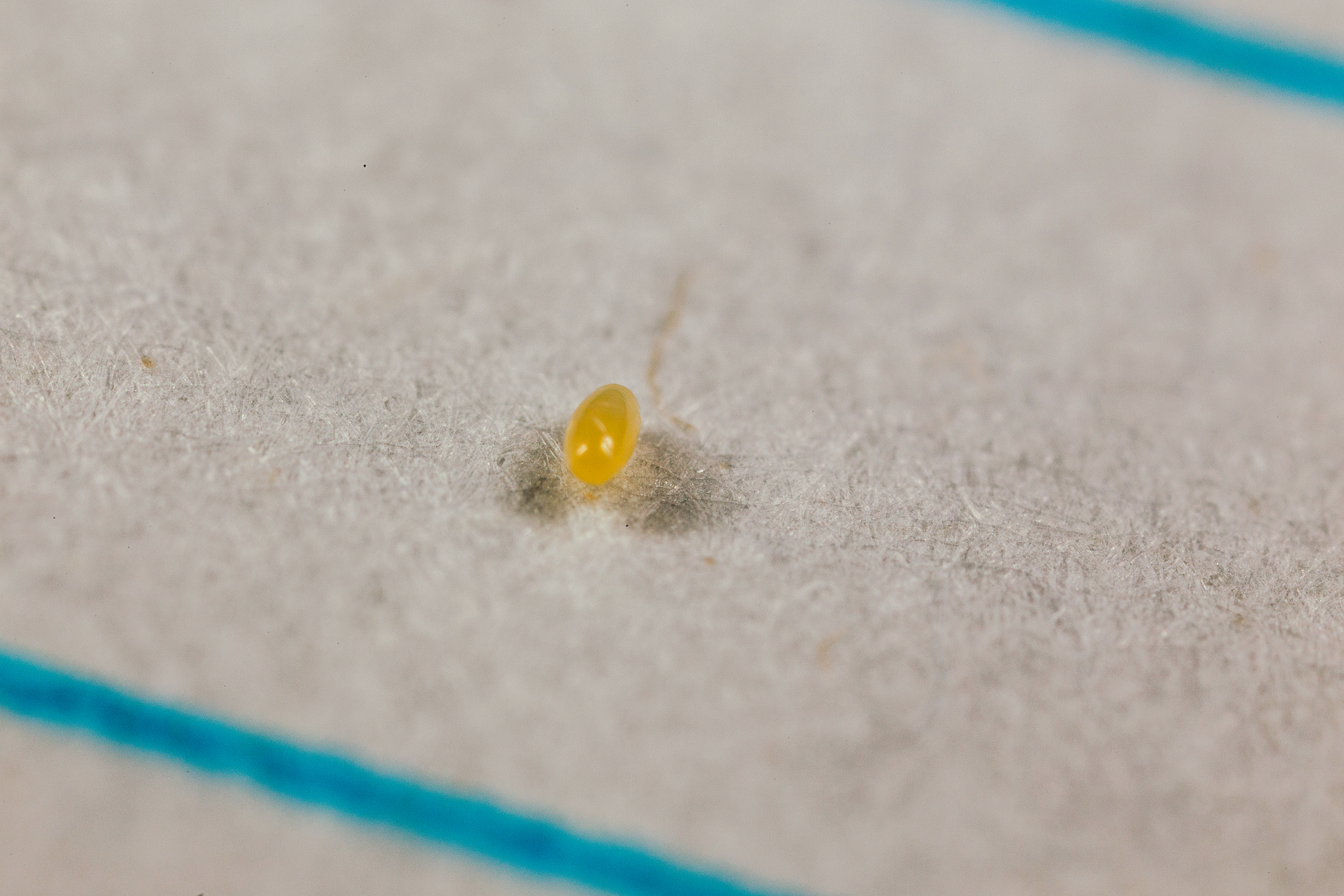 크립 폴라에 무스 몬 트루 제리 알 단계