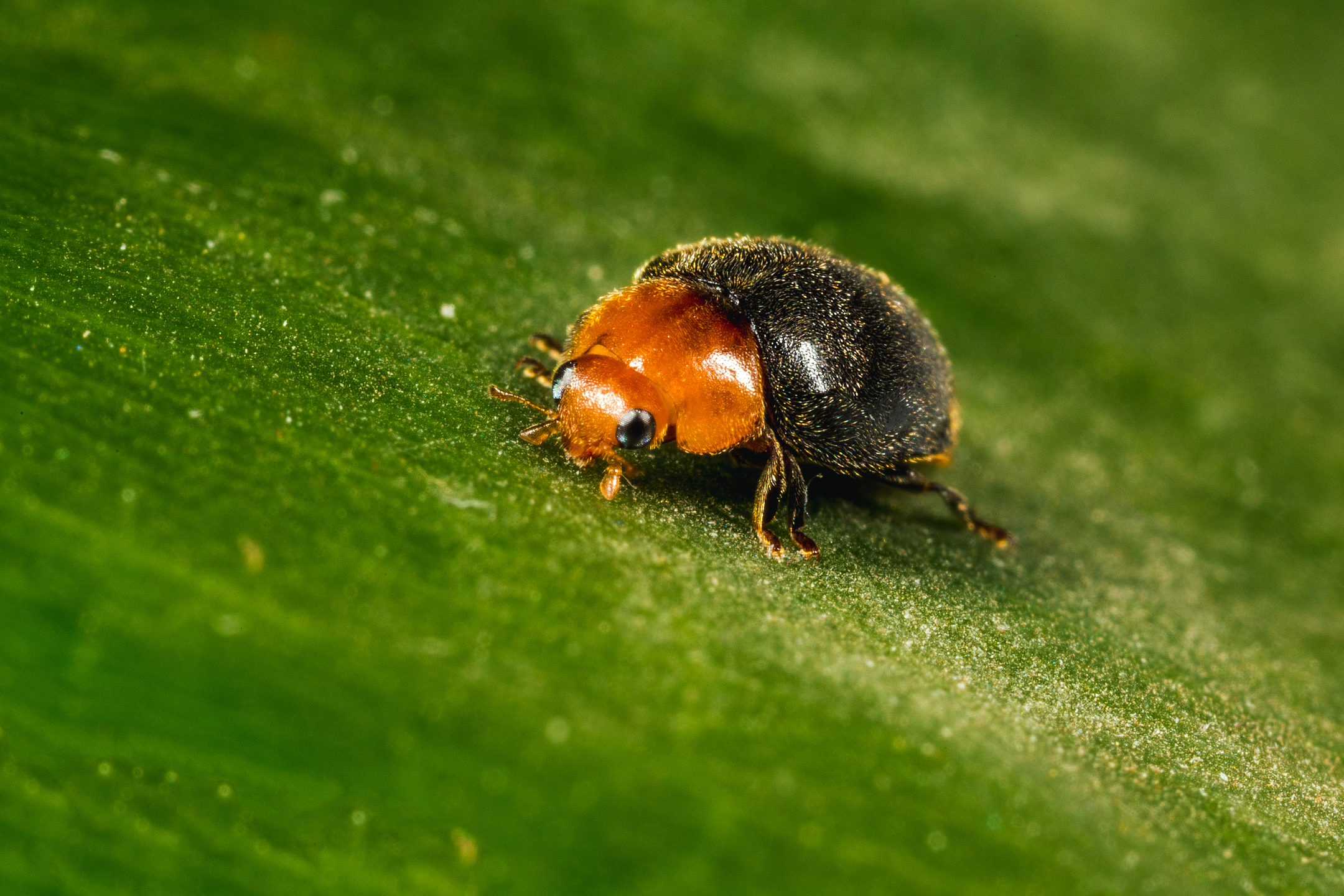 크립폴라에무스 몬트루제리 성인 단계
