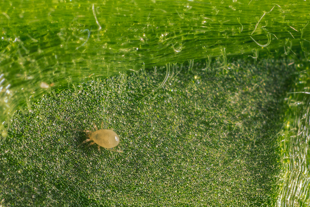 암블리우스 스비르스키